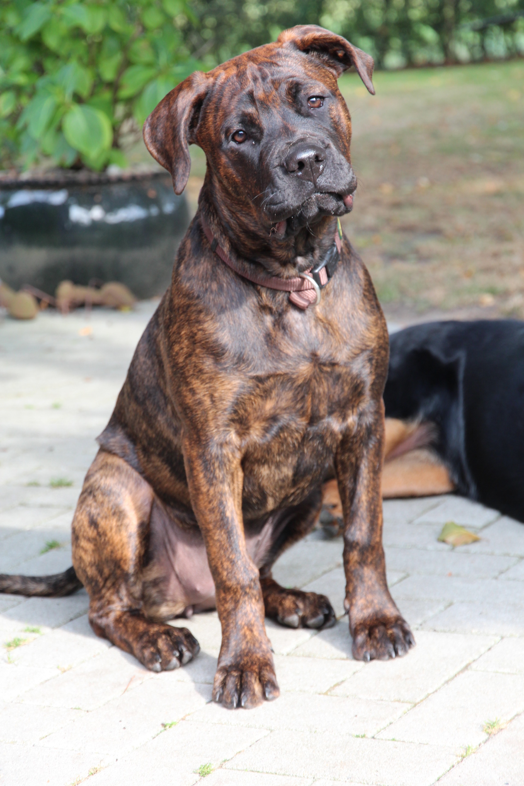 Amykind (Bullmastiff, Rottweiler) Bullmastiff Rottweiler 